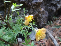 Oenothera toumeyi