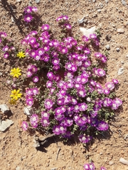 Drosanthemum oculatum