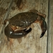 Western Gulf Stone Crab - Photo (c) julie, some rights reserved (CC BY-NC), uploaded by julie