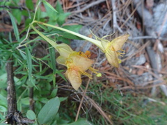 Oenothera toumeyi