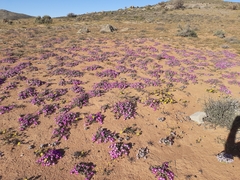 Drosanthemum oculatum