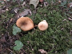 Russula amerorecondita