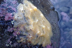 Timea aurantiaca