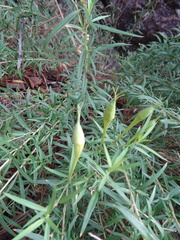 Oenothera toumeyi