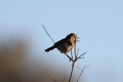 Pyrrholaemus brunneus