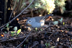 Pyrrholaemus brunneus