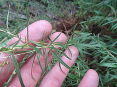Oenothera toumeyi