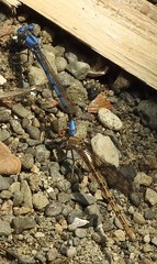 Argia agrioides