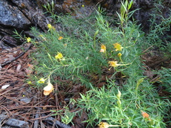 Oenothera toumeyi