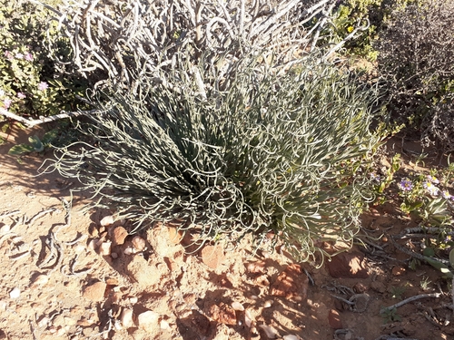 Image of Gethyllis namaquensis by (c) Brian du Preez, some rights reserved (CC BY-SA)
