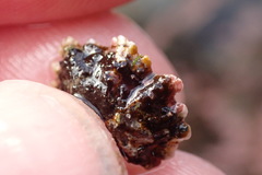 Patelloida corticata