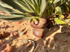 Gethyllis namaquensis