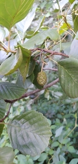 Alnus rohlenae