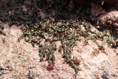 Splachnidium rugosum