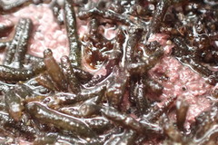 Splachnidium rugosum