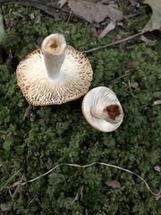 Russula amerorecondita