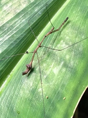 Ghilianella strigata