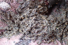 Neosabellaria kaiparaensis