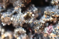 Neosabellaria kaiparaensis