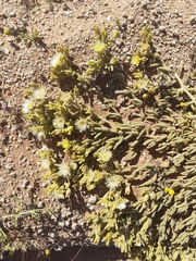 Mesembryanthemum hypertrophicum