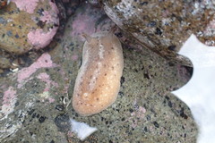 Alloiodoris lanuginata