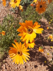 Ursinia calenduliflora