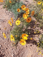 Ursinia calenduliflora