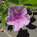 Beach Morning Glory - Photo (c) Tony Wood, some rights reserved (CC BY-NC), uploaded by Tony Wood
