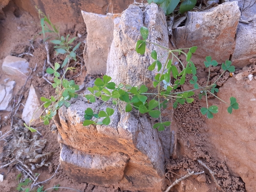 Oxalis campylorhiza (Oxalis campylorhiza)