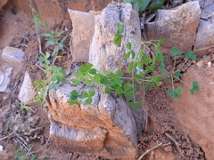 Oxalis campylorrhiza