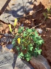 Oxalis haedulipes
