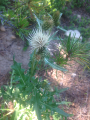 Cirsium canescens