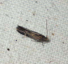 Aproaerema anthyllidella