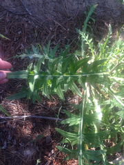 Cirsium canescens