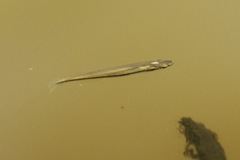 Fundulus olivaceus