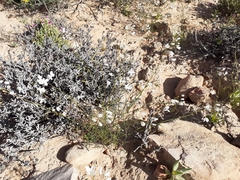 Heliophila variabilis