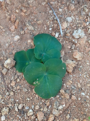 Largeleaf Sorrel (Oxalis magnifolia)