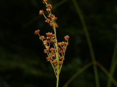 Juncus biflorus