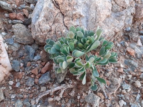 Oxalis extensa (Oxalis extensa)