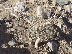 Indigofera adenocarpa