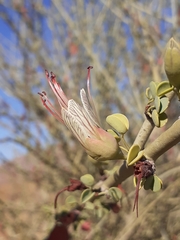 Adenolobus garipensis