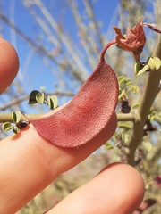 Adenolobus garipensis