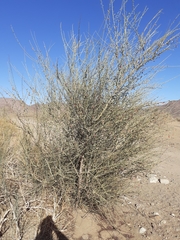 Adenolobus garipensis