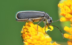 Epicauta cinctipennis