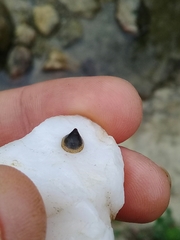 Ancylus fluviatilis