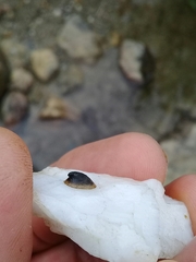 Ancylus fluviatilis