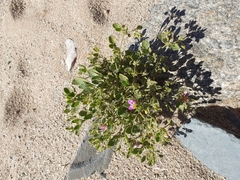 Fagonia capensis