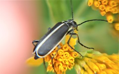 Epicauta cinctipennis