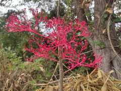 Vasconcellea parviflora