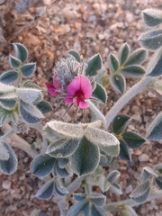 Indigofera gariepensis